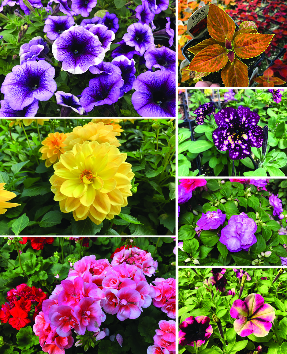 Flowers Flowers