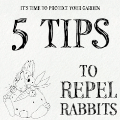 blog post image with text 5 tips to repel rabbits