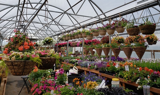 Interior of large greenhouse with hanging flower baskets