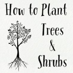 How to Plant Trees & Shrubs image of text and tree with roots