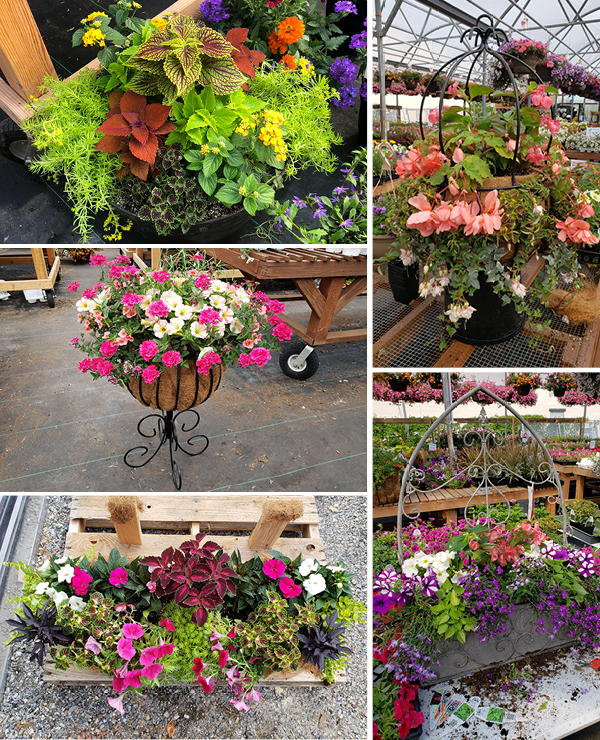 Collage of troughs and hanging baskets potted with annual flowers
