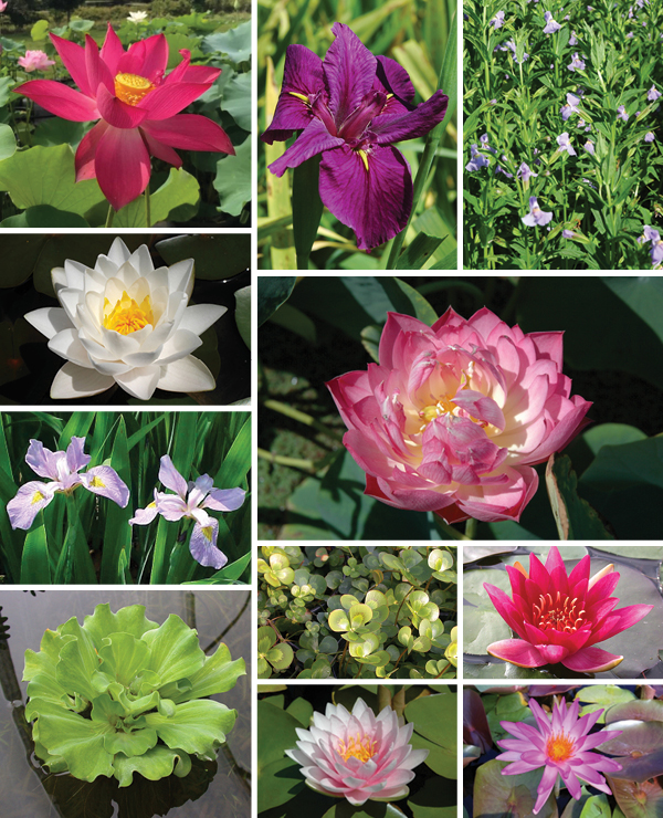 Collage of water lilies, irises, lotuses, and water foliage.