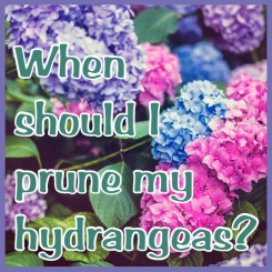 Blog image for when to prune hydrangeas article