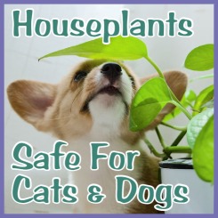 Image of a puppy smelling a plant with the text Houseplants Safe for Dogs & Cats