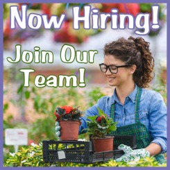 Image of woman with brown hair and glasses holding 6 inch potted plants in a greenhouse Image of woman with brown hair and glasses holding 6 inch potted plants in a greenhouse